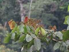 Rhytipterna holerythra