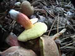 Xerocomellus chrysenteron