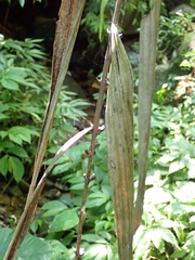 Calamus formosanus