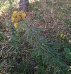 Galatella biflora