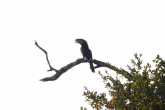 Bycanistes bucinator