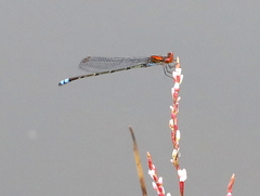 Pseudagrion massaicum