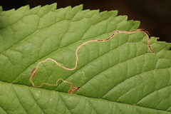 Lyonetia clerkella