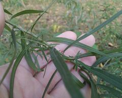 Galatella biflora