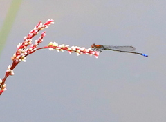 Pseudagrion massaicum