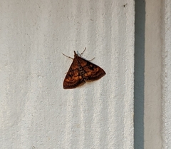 Pyrausta californicalis
