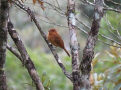 Rhytipterna holerythra