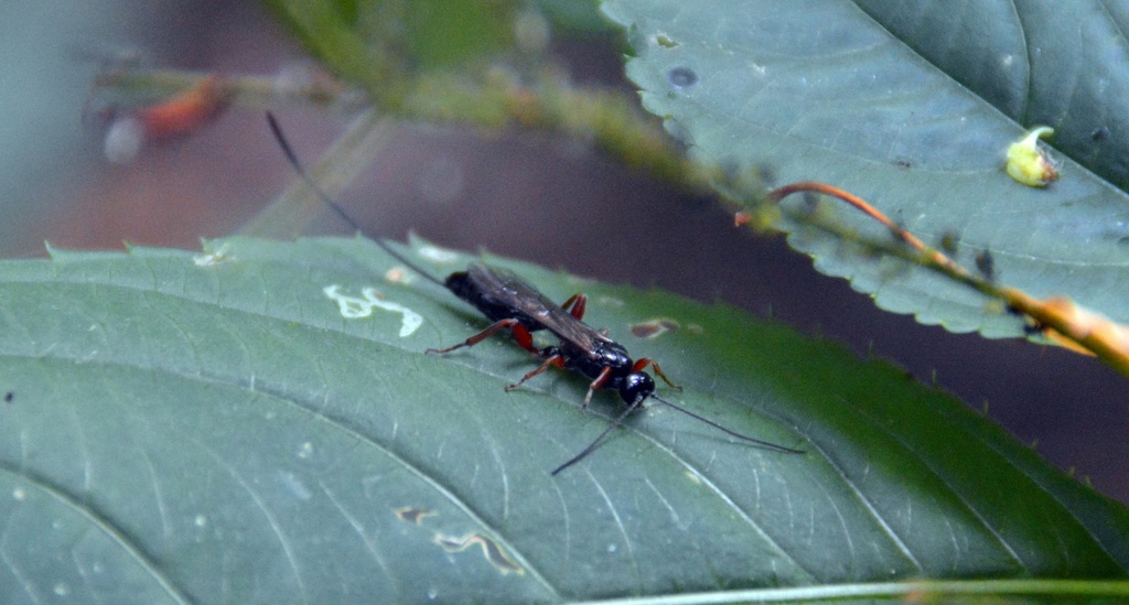 Spike-foot Ichneumonid Wasp