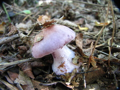 Cortinarius traganus