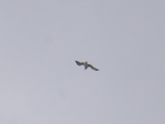 Larus fuscus