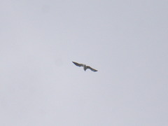 Larus fuscus