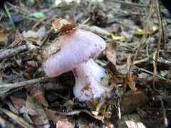 Cortinarius traganus