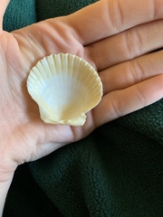 Argopecten irradians