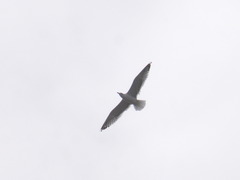 Larus fuscus