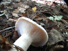 Cortinarius traganus