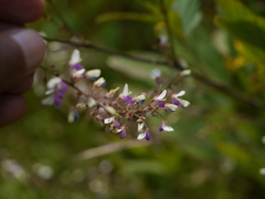 Sohmaea laxiflora