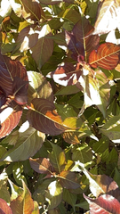 Iresine diffusa herbstii