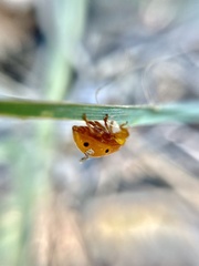 Henosepilachna argus