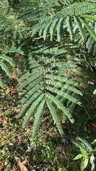 Albizia julibrissin