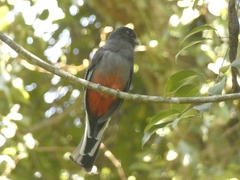 Trogon surrucura
