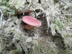 Suillus asiaticus