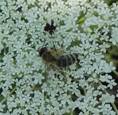 Apis mellifera