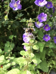 Bombus