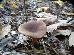 Pseudoclitocybe cyathiformis