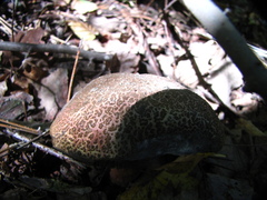 Xerocomellus chrysenteron