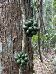 Chondrodendron microphyllum