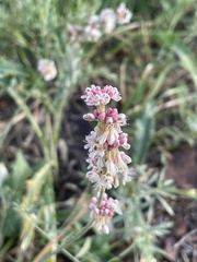 Eriogonum racemosum