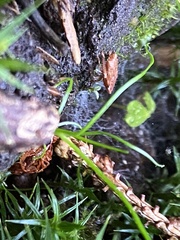 Errhomenus brachypterus
