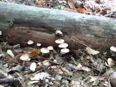 Mycena renati