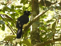 Cyanocorax chrysops