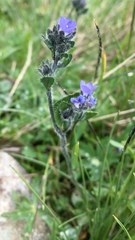 Veronica alpina