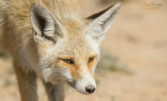 Vulpes vulpes barbara