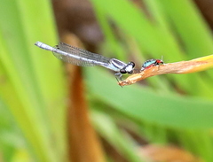 Pseudagrion kersteni
