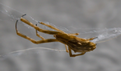 Uloborus walckenaerius