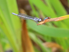 Pseudagrion kersteni
