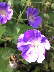 Bombus