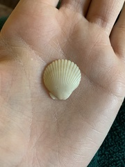 Argopecten irradians