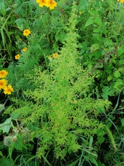 Dysphania graveolens