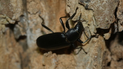 Alobates pensylvanicus