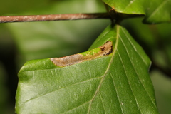 Phyllonorycter maestingella