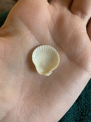 Argopecten irradians