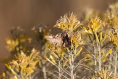 Autographa