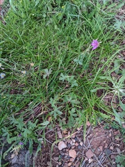 Geranium caespitosum