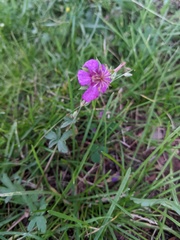 Geranium caespitosum
