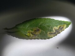 Stigmella plagicolella