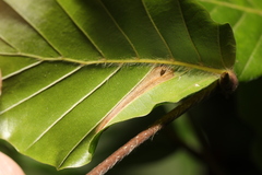 Phyllonorycter maestingella